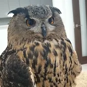 ジュニアジュニア
