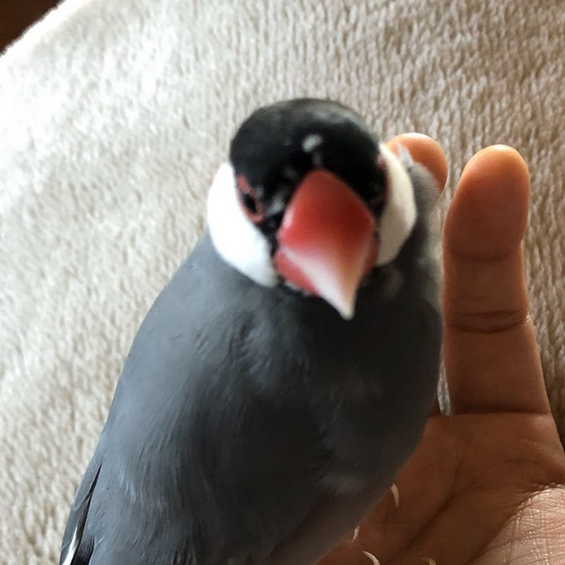 じん。