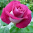 @zartashfatima491 Avatar