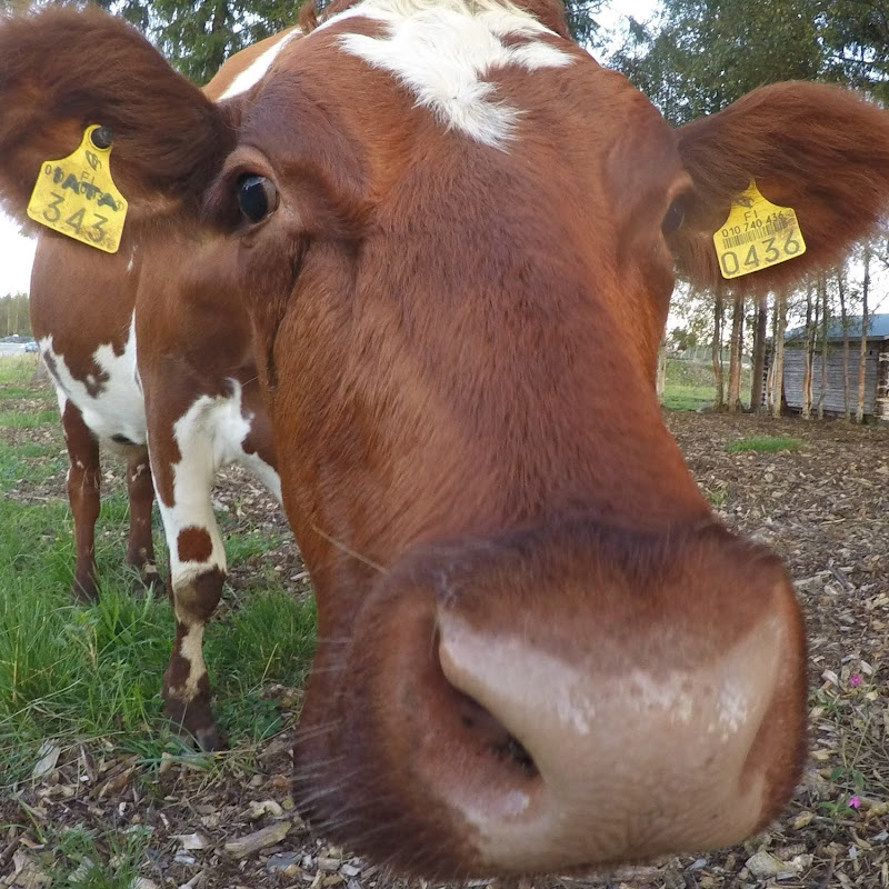 High Hills Dairy, Finland