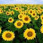 @sunflowerfields4409