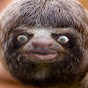 Sloth