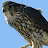 @robrutledge6591 Avatar