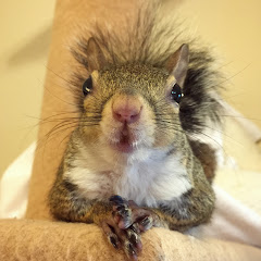 this_girl_is_a_squirrel Avatar