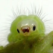 むしとりチャンネル