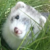 いたちラボ -ferret lab-