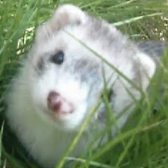 いたちラボ -ferret lab-