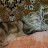 @happycatcat5258