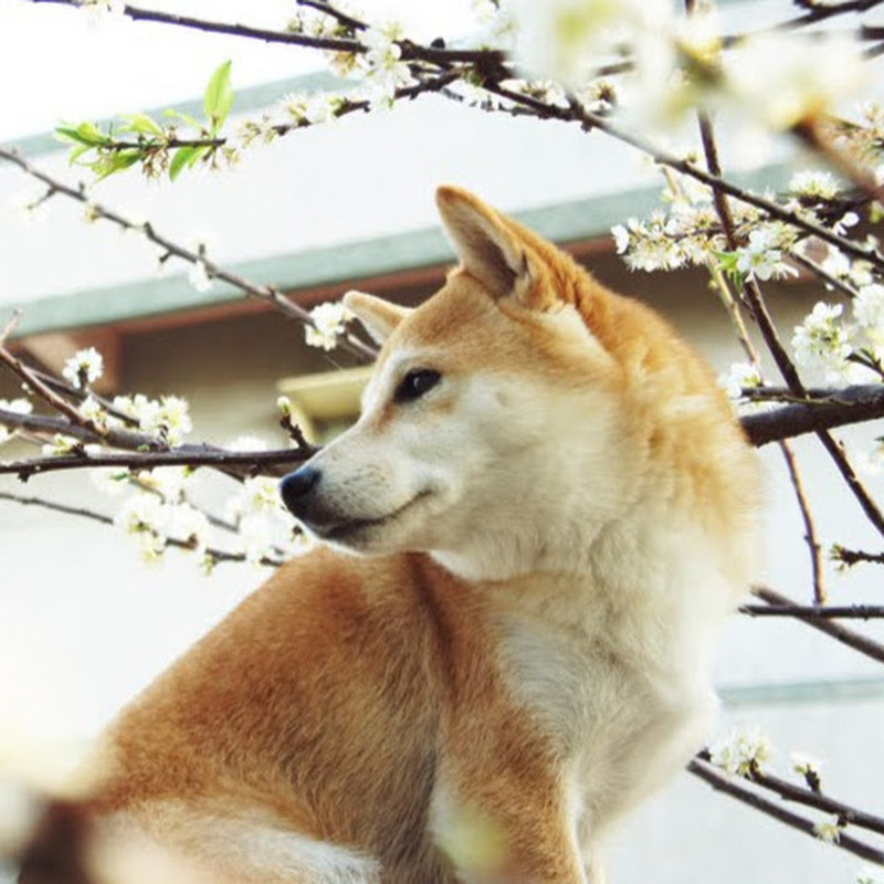 芒果這一家 Logo