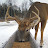 Brownville's Food Pantry For Deer