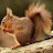 @nuttysquirrel8574's avatar