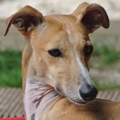 Galgo Espanol