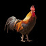 Qp3R_W29lrQ-channel-avatar-Rooster's Recording Studio