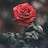 @abdallahessam387