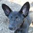 XHu0qnPouIU-channel-avatar-Petland Norwin