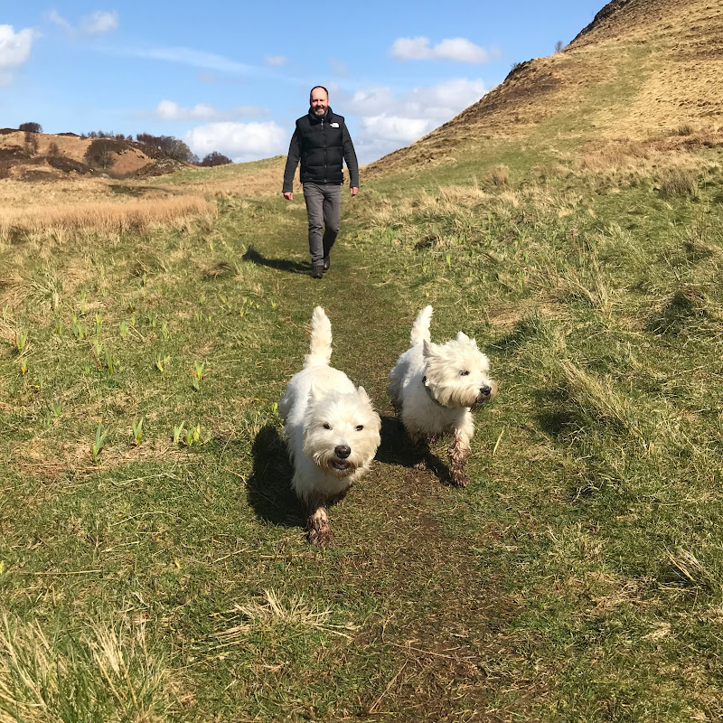 One man and his dogs