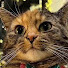 XRQ2L8BaI1A-channel-avatar-percy penamora