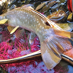北の渓から ikki Lure Fishingアイコン画像