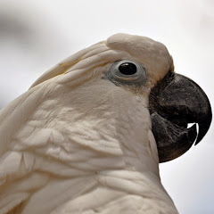 Buttons Cockatoo net worth