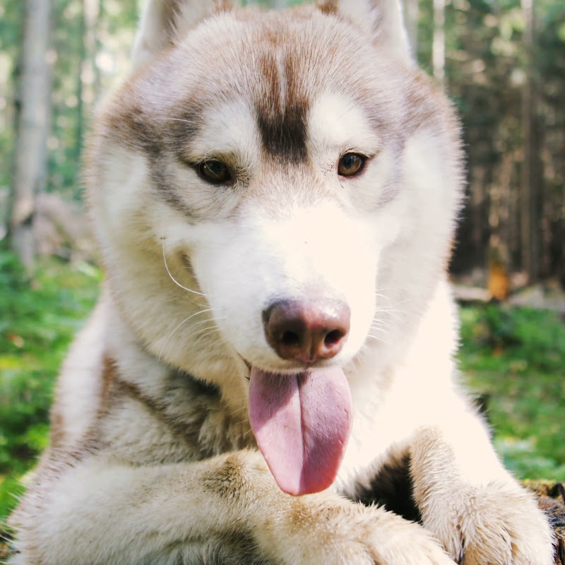 Calm Cove Club - Relaxing Videos