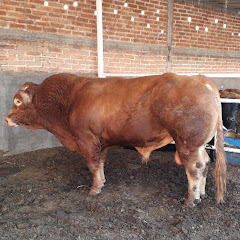 Jalisco Ganadero