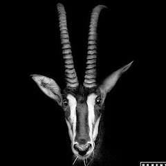 Dj Puto X Officiel