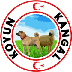 KOYUN KANGAL
