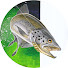 ob-O98kMQAw-channel-avatar-Alain Biront