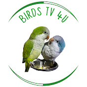 Birds TV 4U