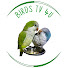 yvBIxdtM_Pk-channel-avatar-Birds TV 4U