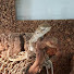 BxTtIhG6JgY-channel-avatar-stupsi Lizard