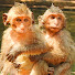 zC26d0WhR1c-channel-avatar-Monkey Post