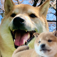 柴犬ぐう助&うめ子チャンネルアイコン画像