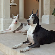 Max and Katie the Great Danes