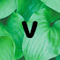 MliO-wWVlyM-channel-avatar-Vines WorldWide