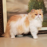 FELINE LIBERTY PERSIAN profile image