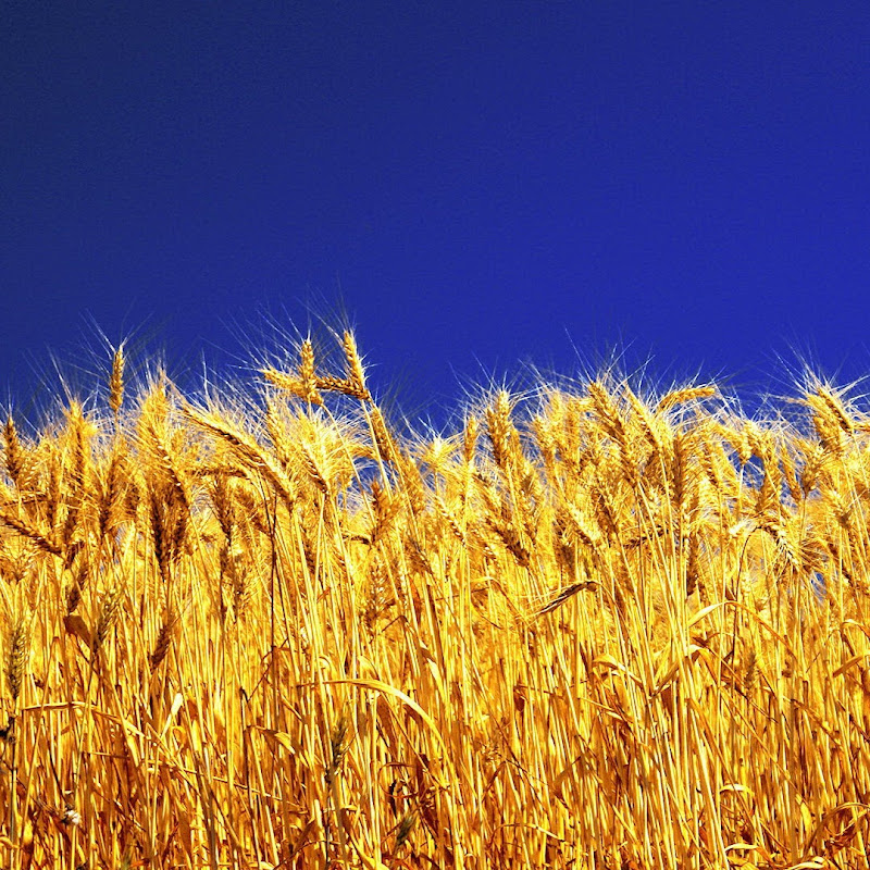 Ukrainian Television