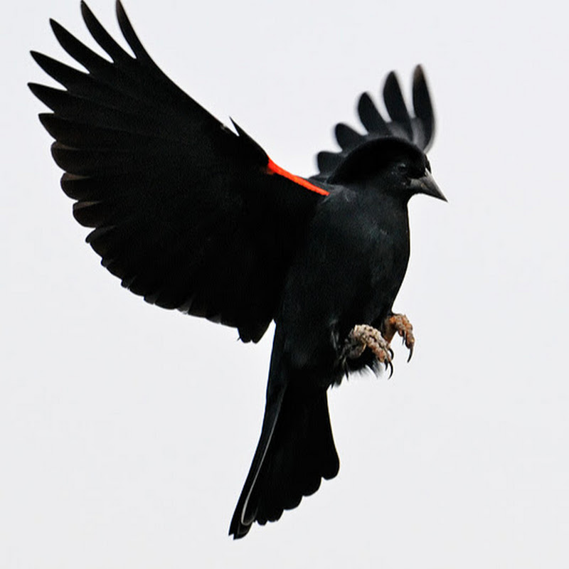 Black Bird