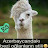 @xelilkerimovfan3188