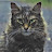 avatar of @shockcat5988