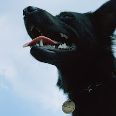 百岳DOG Taiwanアイコン画像