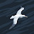 @adnanchoohan107's avatar