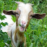 0FCN1fDElwg-channel-avatar-Little Goat Productions