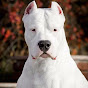dogoargentino959