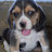 Leo The Beagle