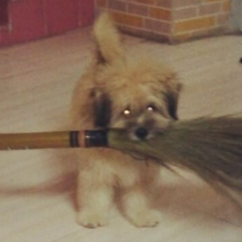 JoeyTheDog (Joey)