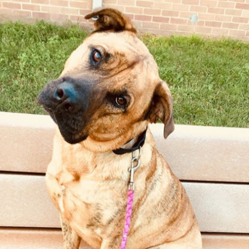 ATX Adoptables