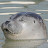@lakechehir's avatar