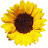 @sunflowerhandler