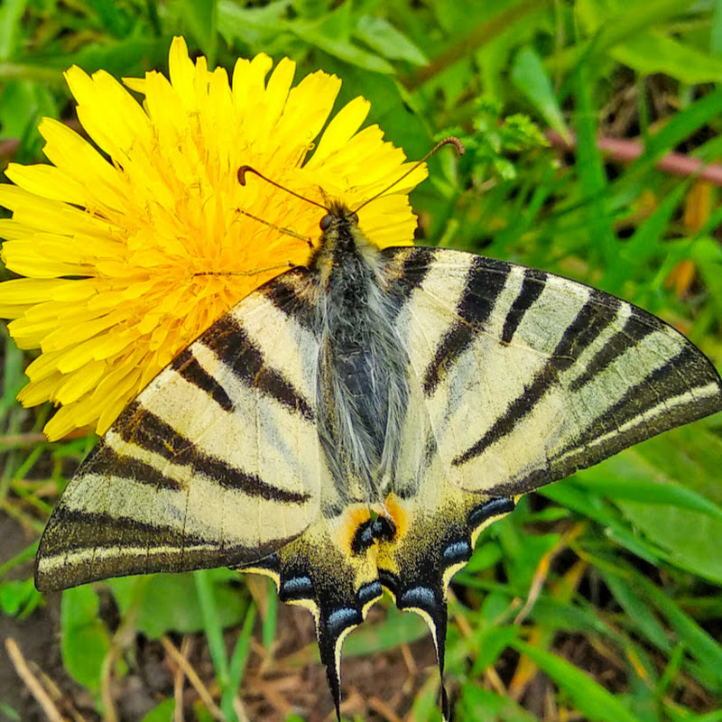 Жизнь в саду Logo